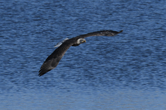 Rocky Mountain Arsenal NWR