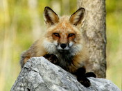 Hunter