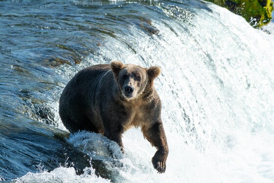 Katmai National Park and Preserve