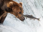 Katmai National Park and Preserve