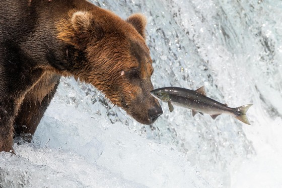 Katmai National Park and Preserve