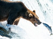 Katmai National Park and Preserve
