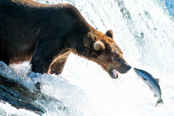 Katmai National Park and Preserve