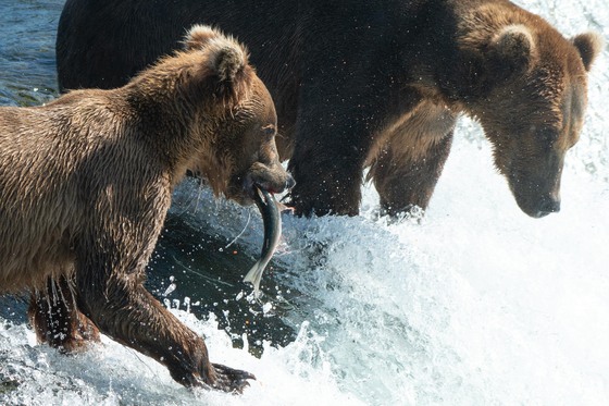 Katmai National Park and Preserve
