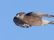 Sharp-shinned Hawk