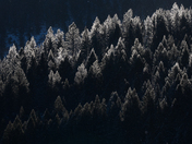 Bridger-Teton National Forest