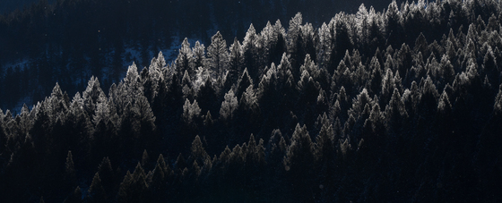 Bridger-Teton National Forest