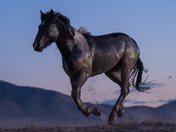 Onaqui Herd Management Area