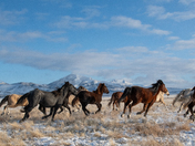Onaqui Herd Management Area