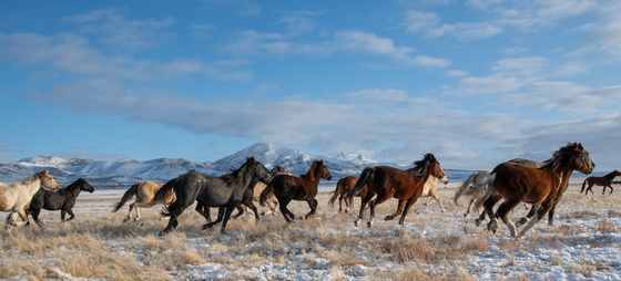 Onaqui Herd Management Area