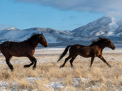 Onaqui Herd Management Area