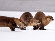 Grand Teton National Park
