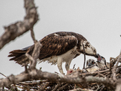 Everglades National Park