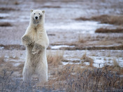The curious polar bear
