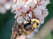 bumble