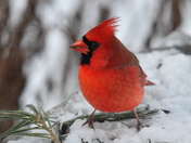 Festive Cardinal