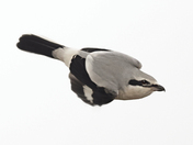  Northern shrike 