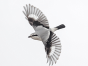  Northern shrike 