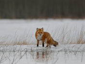 Watchful Fox