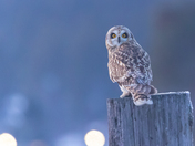 Owl Be Home For Christmas