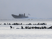 Sea Lion Team Six!  