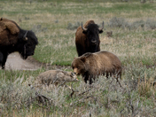Yellowstone National Park