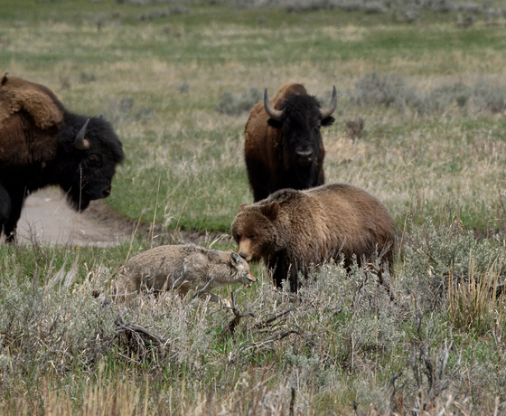 Yellowstone National Park