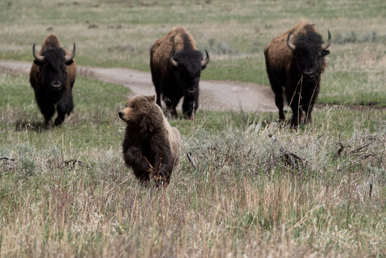 Yellowstone National Park