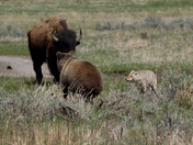 Yellowstone National Park