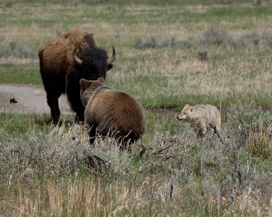 Yellowstone National Park