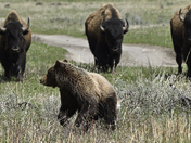 Yellowstone National park