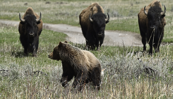 Yellowstone National park