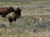 Yellowstone National Park