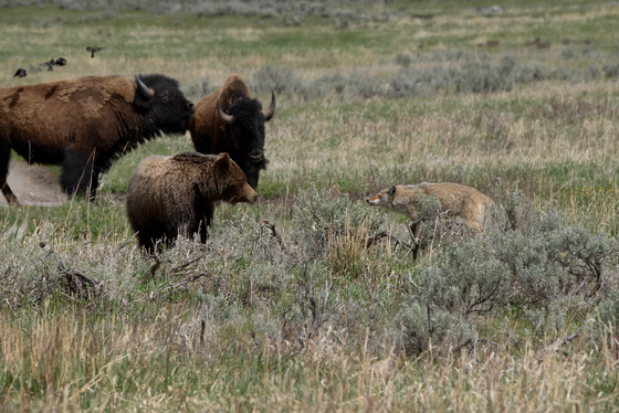 Yellowstone National Park