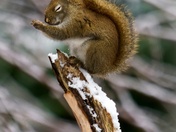 Praying to the nut gods