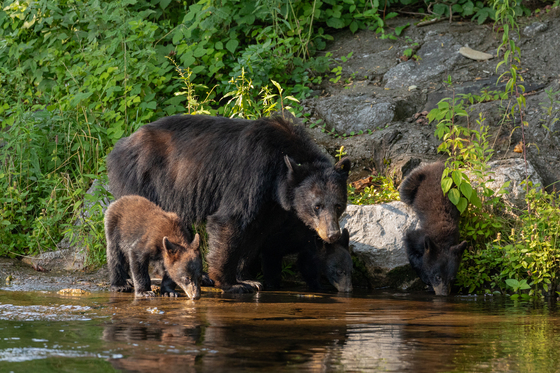 Great Smoky Mountains National Park
