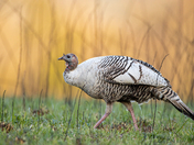 Great Smoky Mountains National Park