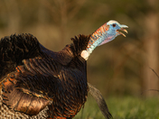 Great Smoky Mountains National Park