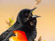 Montezuma National Wildlife Refuge