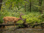 Great Smoky Mountains National Park