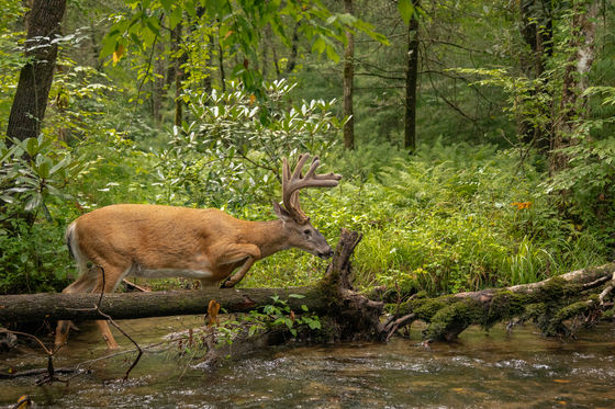 Great Smoky Mountains National Park