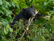 Great Smoky Mountains National Park