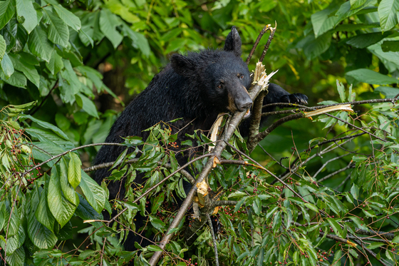 Great Smoky Mountains National Park