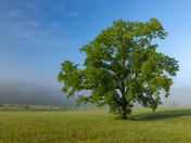 Great Smoky Mountains National Park
