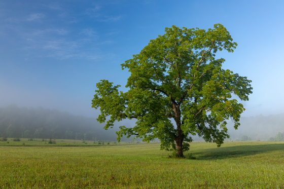 Great Smoky Mountains National Park