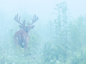 Great Smoky Mountains National Park