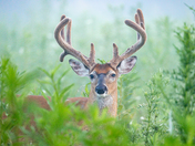 Great Smoky Mountains National Park