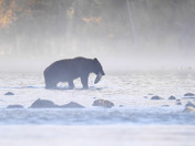 Fishing In The Morning Mist