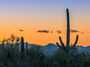 Saguaro National Park