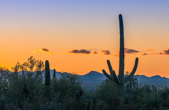 Saguaro National Park